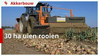 30 hectare uien rooien in het Friese noorden