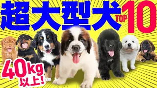 【English subtitles】10 Most Popular giant Dog Breeds in Japan in 2023