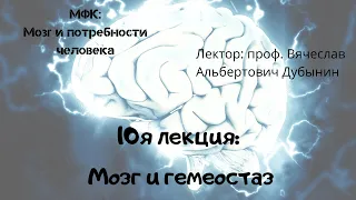 10я лекция  Мозг и гемеостаз Вячеслав Дубынин