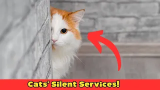 12 Things Cats Secretly Do For You Without You Noticing