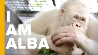 The World's Only Albino Orangutan | Love Nature