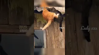 🌪️👊😼#funny #siblings #kungfu #cat #fight#shorts