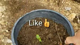 Propagating a Plum tree from a sucker