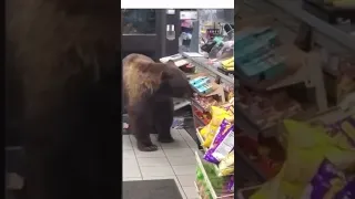 Bear Scares In A 7 Eleven #short