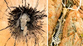 Top 10 Animals That Nature Has Treated Unfairly