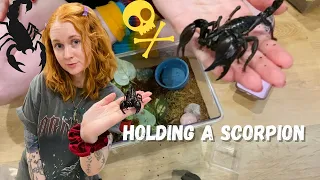 How to handle a Scorpion! with demonstrations!