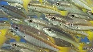 Schooling Fish - Reef Life of the Andaman - Part 15