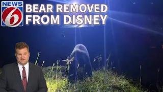 Video shows wildlife workers capture bear at Disney's Magic Kingdom