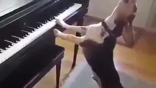 Dog is playing Instrument very funny😂