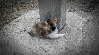 Stray kitten lay on the highway, weak, pitiful, and helpless!