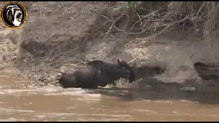 crocodile catches bull #Shorts