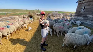 Lambing vlog 15 : The NURSERY PEN is full of LAMBS and MOMS : SHEEP Farming