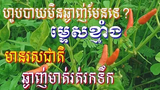 តើបងប្អូនទាំងអស់គ្នាហូបបាយមិនឆ្ងាញ់មាត់មែនទេ?សាកជាមួយម្ទេសខ្មាំងរសជាតិឆ្ងាញ់ជក់មាត់រត់រកទឹក