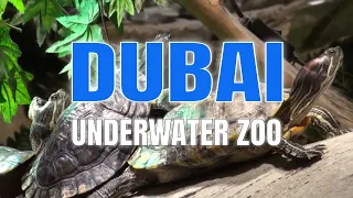 DUBAI MALL AQUARIUM & UNDERWATER ZOO - part 1 of 2
