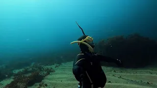 Фридайвинг в Черном море, ноябрь