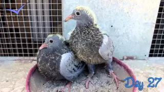 The evolution of pigeons from egg to pigeon