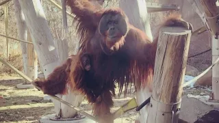 A Loss At The Denver Zoo Has Lead To An Unexpected Bond Among The Orangutans