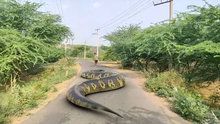 Anaconda Snake 2 In Real Life HD Video