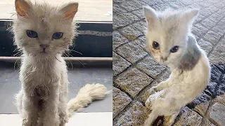 The stray kitten is thin as paper, became as elegant and beautiful as a princess after being rescued