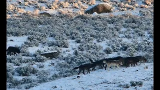 Extraordinary buffalo walks into a pack of 20 wolves to pay his respects to a fallen family member