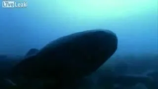 Shark Video - Greenland Shark