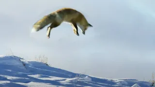 Fox Dives Head First in to Snow | Planet Earth II | BBC Earth