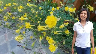 Propagating Yellow Columbine with actual results