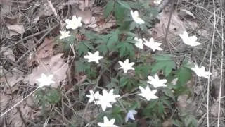 Zawilec gajowy (Anemone nemorosa) kwiaty polskie lesne