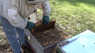 The bees in my hive are about to swarm!