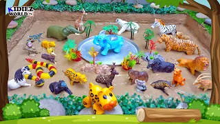 Muddy Adventure with Beautiful Forest & Zoo Animals | Fun Learning Video for Kids!