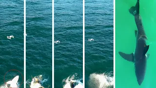 Great White Shark Leaps Toward Drone: What is Going on Here?