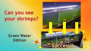 Shrimp Tank Green Water (Should you be worried?) Tips and Tricks