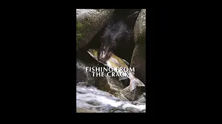 Crack Bear Catching a Salmon