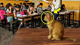 Eine streunende Katze kam jeden Tag in den Matheunterricht und dann passierte das Undenkbare!