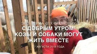 Соседство коз и собак - что может быть более гармоничнее?! ЭКО ферма ЛПХ Фроловых