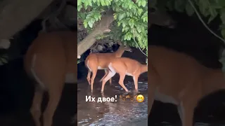 Вдвоём на водопой и кормёжку! 🫎🫎😁