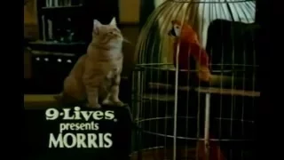 Morris the cat - 9-Lives with Parrot
