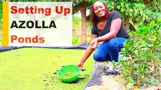 Azolla Farming || Easy Way to Set Up Azolla Ponds