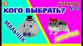 КАКОГО ХОМЯКА ЛУЧШЕ КУПИТЬ МАЛЬЧИКА ИЛИ ДЕВОЧКУ ДЖУНГАРИКА  ХОМКИ САМЕЦ ИЛИ САМКА  АЛИСА ИЗИ