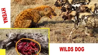 BRUTAL FIGHT - African Wild Dogs vs  Hyena   Amazing Gory Battle 2016