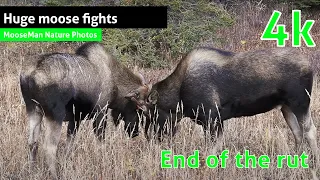 Huge moose fights at the End of the Rut