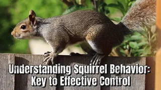 【Camojojo】Understanding Squirrel Behavior: Key to Effective Control.