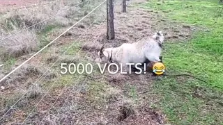 Animal got electrocuted | TikTok funny videos compilation