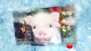 Поздравление С Новым 2019 Годом Свиньи. Веселое Видео "Новогодние свинки". Новогодняя видео открытка
