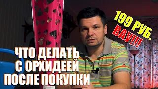 Орхидея после покупки в магазине что делать? Все про орхидеи за 199 руб в магазине в деревне.