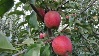 Сорт яблук "Евеліна"Покращений клон Пінови.
