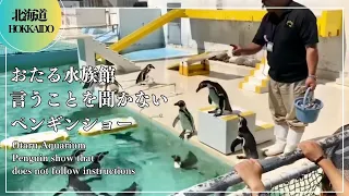 おたる水族館 言うことを聞かないペンギンショー（Otaru Aquarium　Penguin show that does not follow instructions） 小樽水族館