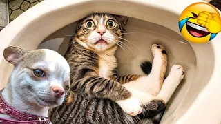 Funniest CATS and DOGS Friendships of 2024 😂 Funny ANIMALS videos #2