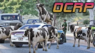 My Cows get Stolen in GTA5 RP OCRP