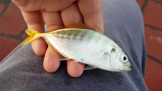 Fishing in east coast park bedok jetty